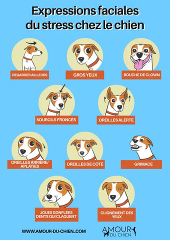 Expressions faciales du stress chez le chien