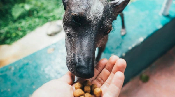 Friandises_fait_maison_chien