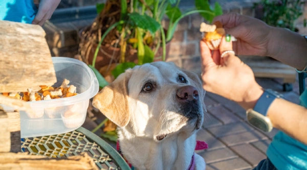 Friandises maison chien