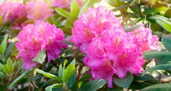 Rhododendron plantes toxiques pour les chiens