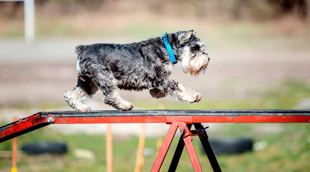 agility obstacle passerelle