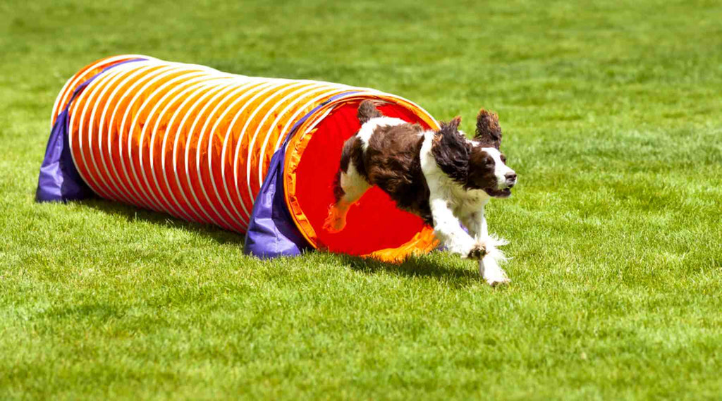 agility obstacle tunnel souple
