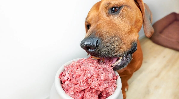 aliments cru pour chien