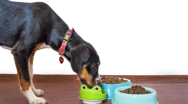 aliments secs pour chien