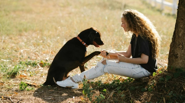 amour labrador retriever donne la patte