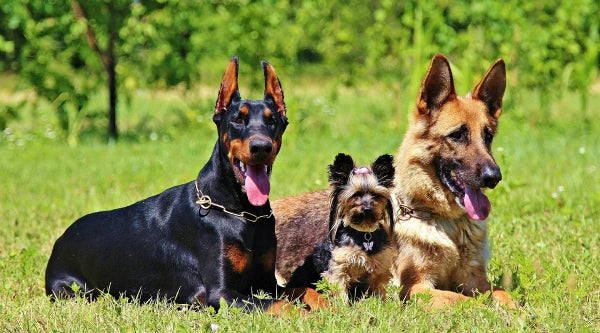 berger allemand socialisation avec autres chiens