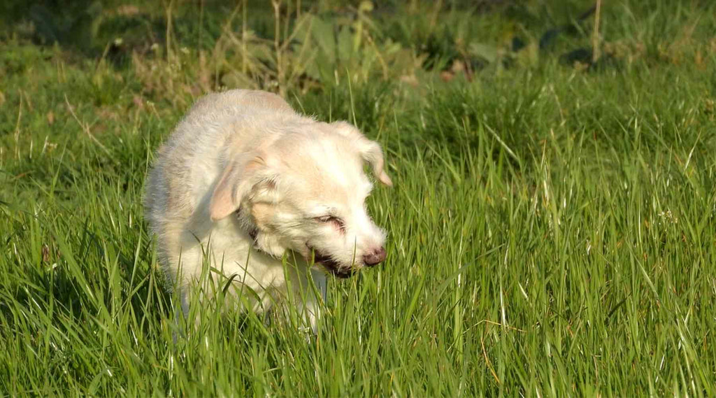 chien mange de l'herbe