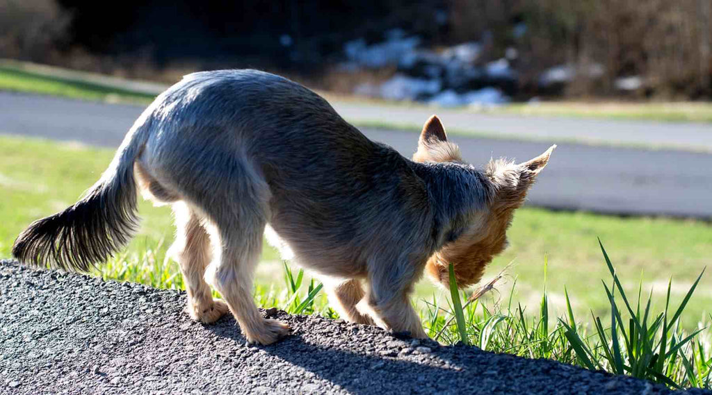 chien mange de l'herbe