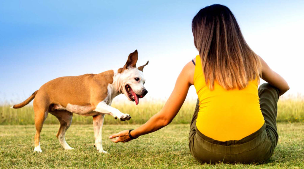 communication dans le dressage du chien