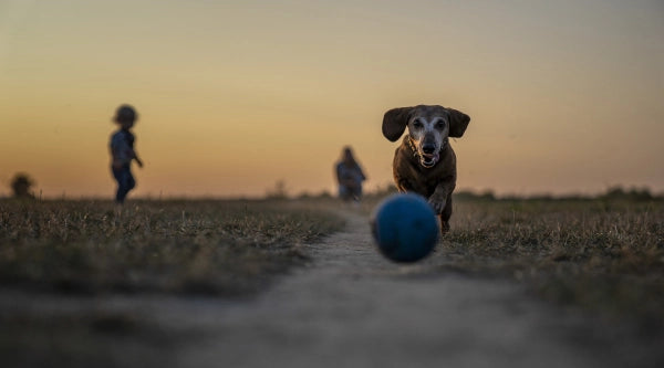 exercice vieux chien