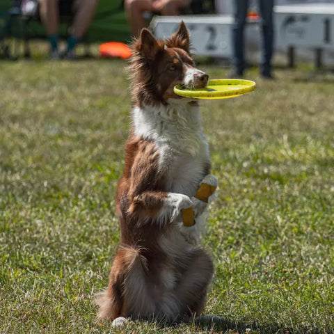 frisbee pour chien