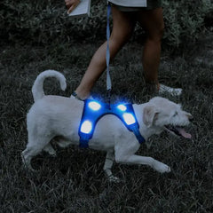 harnais lumineux chien