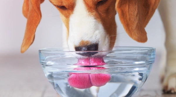 hydratation du chien