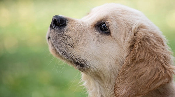 intelligence du golden retriever