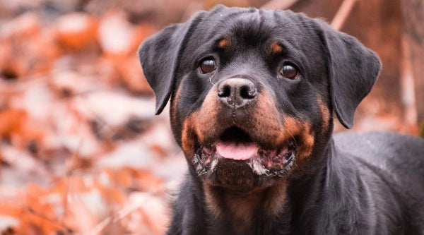 intelligence du rottweiler