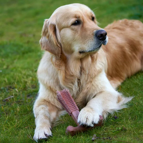 jouet a mâcher chien