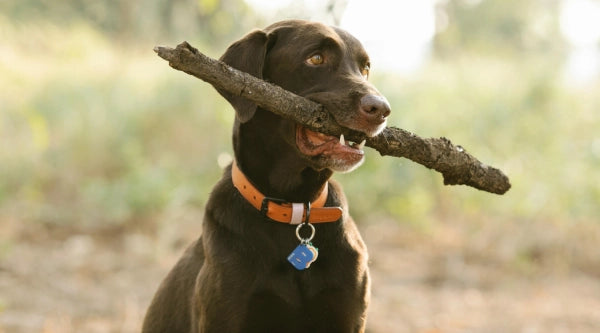 labrador retriever joue avec un baton