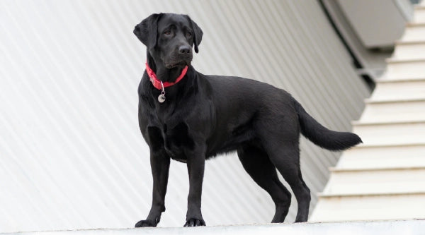 labrador retriever couleur et caracteristique physique