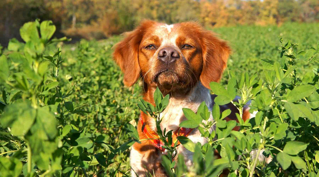 race de chien de chasse epagneul breton