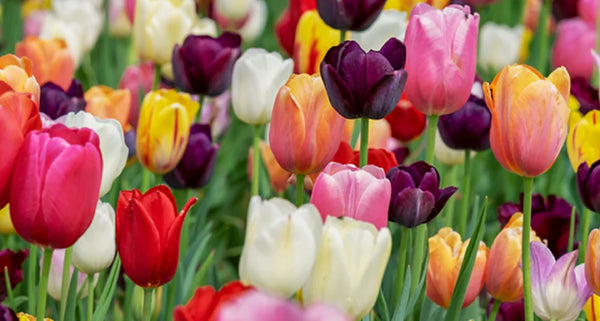 tulipes plantes toxiques pour les chiens
