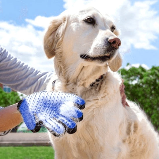 Mon chien sent mauvais, comment le désodoriser ?