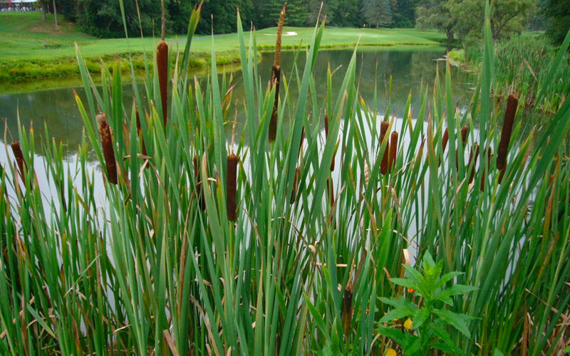 Cattails