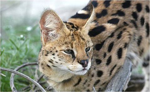 african serval