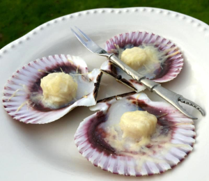 bayscallops