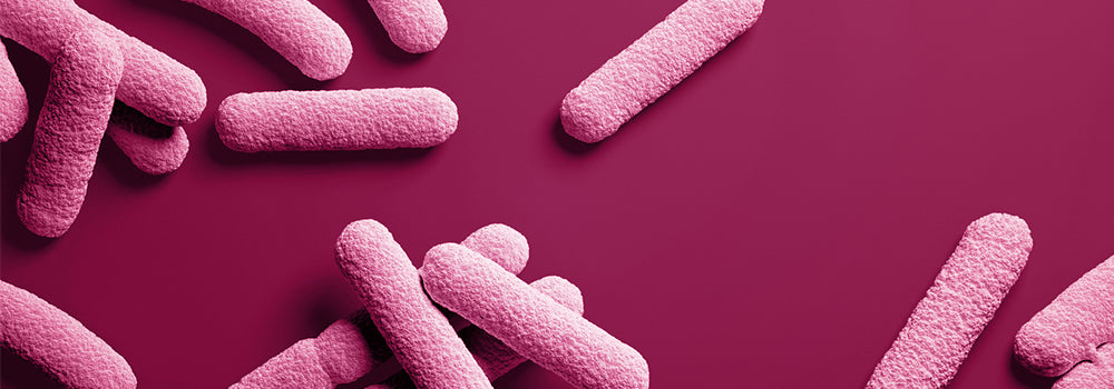 Rosafarbene stäbchenförmige Bakterien des Bacillus subtilis auf pinkfarbenen Hintergrund