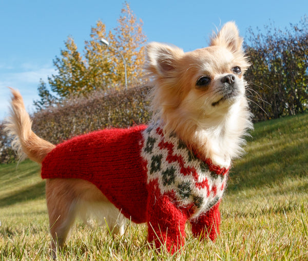 Wool sweater for you dog. Alafoss lopi