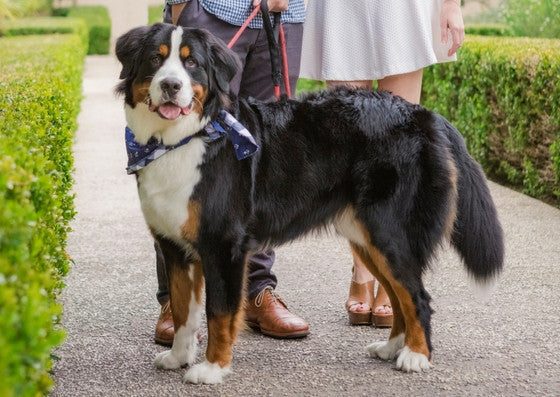 weight of a bernese mountain dog