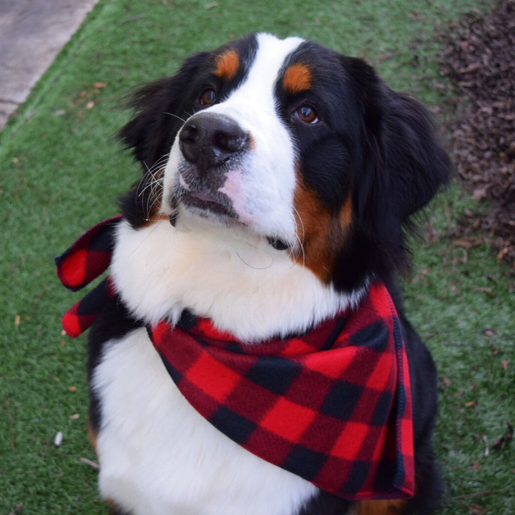 dog plaid scarf