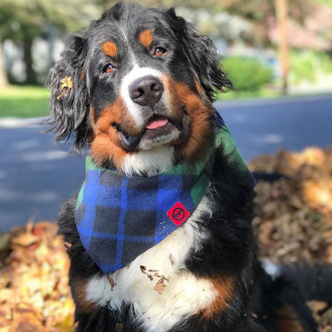 big dog bandanas