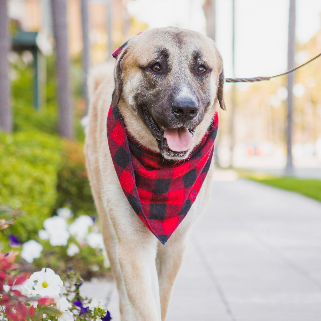 red buffalo plaid dog bandana