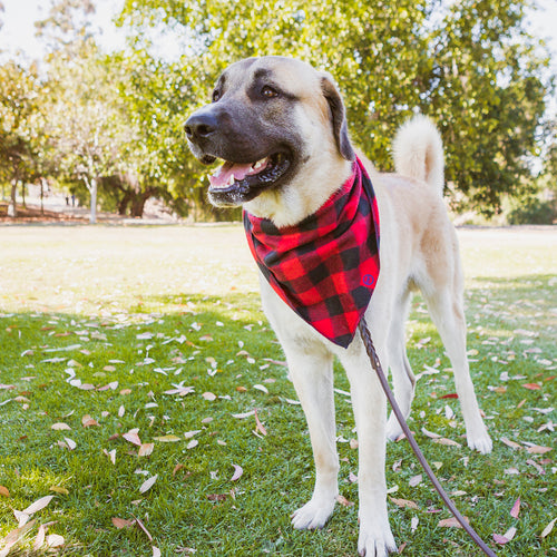 large dog scarf