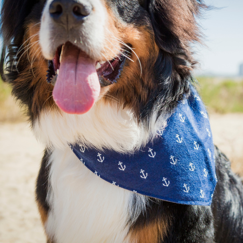 anchor dog bandana