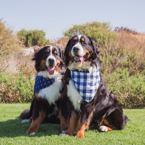 large dog bandanas