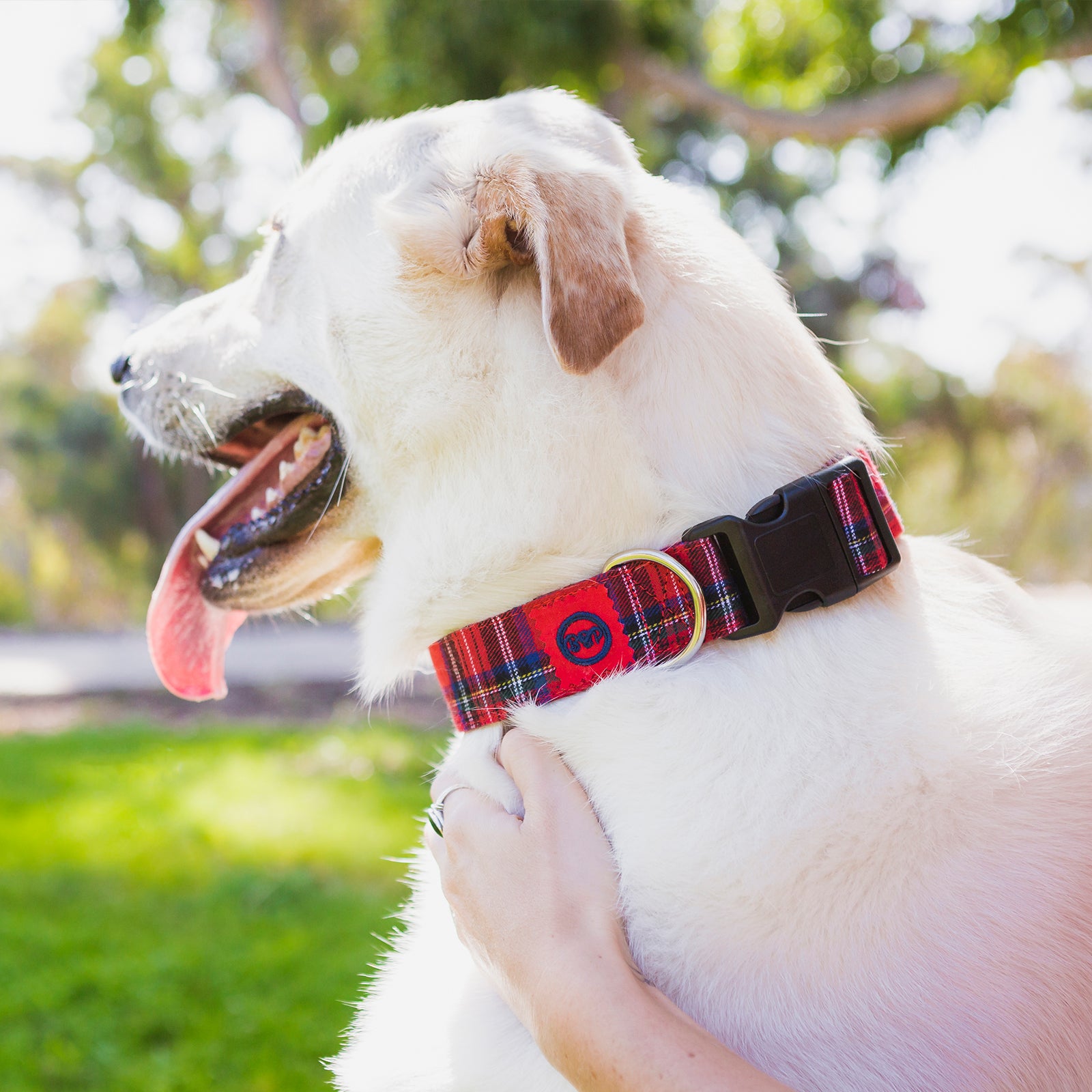 the artful canine scottish plaid dog collar