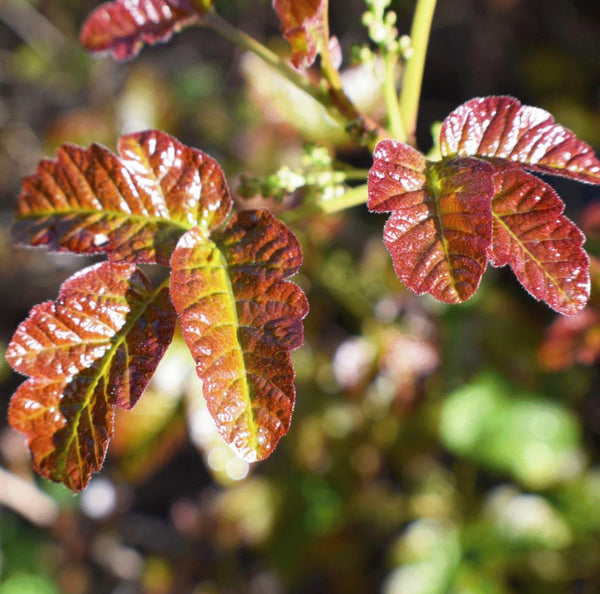 How To Identify Poison Ivy In The Fall 
