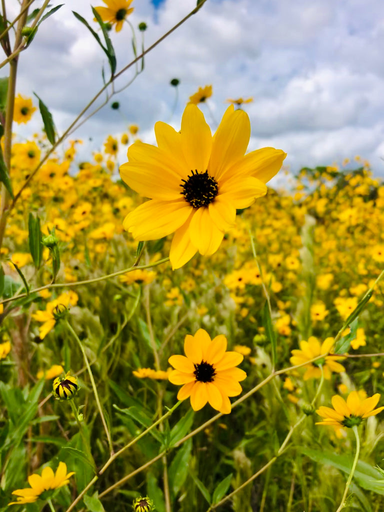 Sunflower Super Bloom