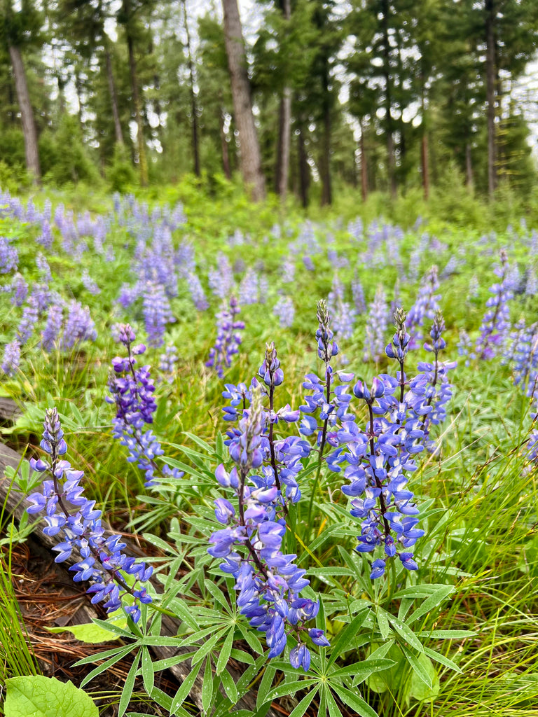 Spring Wildflowers - Hiking in Montana