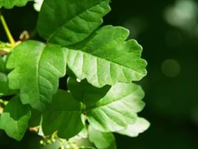 How To Identify Poison Oak