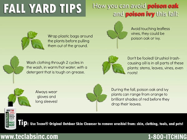 Avoid Poison Ivy Fall Yard Tips