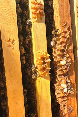 Beehive with larva bees