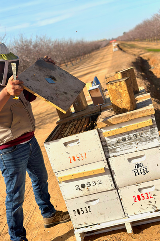 Beekeeper Checking Hive