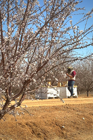 beekeeper checking hives commercial 