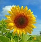 Sunflower_09