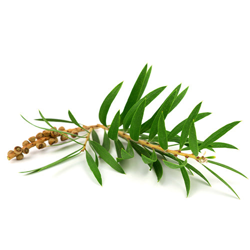 Tea_tree