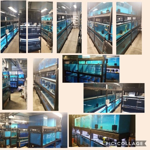 Vegas Valley Cichlids Fish Room