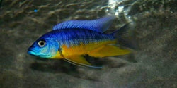 vegas valley cichlids